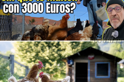 ¡Descubre Cuántas Gallinas Puedes Tener en Casa Sin Arriesgarte a Multas de Hasta 3000 Euros! 🐔💸