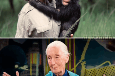 Jane Goodall: La Heroína que Rescató a un Chimpancé al Borde de la Muerte