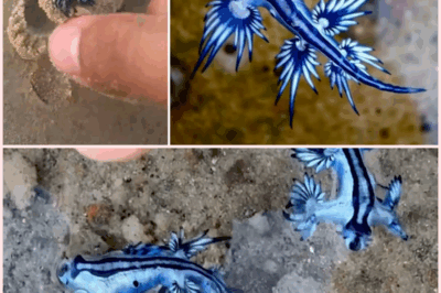 ¡El misterioso dragón azul invade las playas de Alicante y provoca el cierre de arenales!