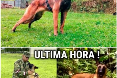 Wilson reaparece: El hallazgo en la selva que desata una tormenta de dudas.